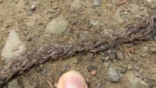 Maggot Migration on the Trail Near the Brooks Camp Visitor Center [upl. by Hanikehs]