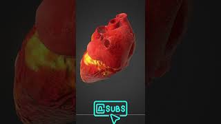 Human Heart 3D Model neet biology aiims heart 3danimation shorts viral lifescience [upl. by Mimajneb978]