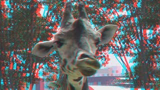 Giraffes 3D anaglyph [upl. by Dorri636]