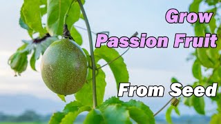 How to Grow Passion Fruit from Seed  THE SIMPLE EXPLANATION [upl. by Kali470]