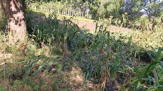 maze farm destroy after heavy storm [upl. by Yelrehs72]