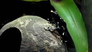 Dendrobates Tinctorius Alanis call [upl. by Pike391]