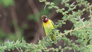 Yellow collared Lovebird Agapornis personatus [upl. by Menendez]