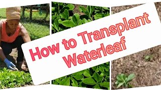 How to Transplant Waterleaf  Step by step [upl. by Adah]