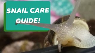 Land Snail Care Guide Garden Snail 101 [upl. by Ginevra657]