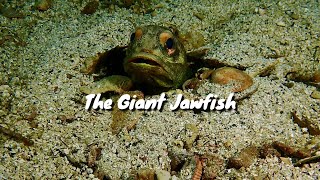 Incredible underwater encounters with the giant jawfish [upl. by Iy645]