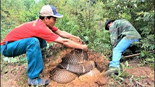 The journey to find a giant king cobra that sheds its skin in the eucalyptus forest [upl. by Keldon]