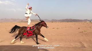 Best Horse RiderAamazing Arab Horse riding [upl. by Nawk50]