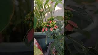 summer poinsettia plant care tips गर्मी के इस beautiful plant ko jrur lgaye [upl. by Rexanne]