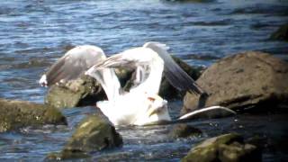 Great Blackbacked Gull fightMOV [upl. by Tace971]