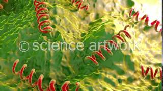 Treponema pallidum stock video from science artwork [upl. by Fiedler]