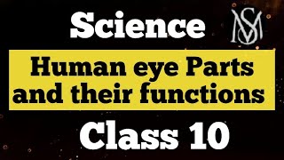 Human eye parts and their functions Class 10 science anatomy of human eye working [upl. by Atolrac275]