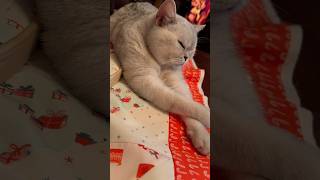 Cats and Quilts just go together 💖🐈🧵shorts shortsfeed catshorts quilting [upl. by Radbourne]