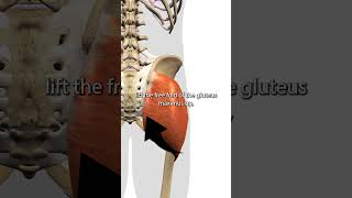 Gluteus Maximus Trigger Points [upl. by Johnnie]