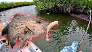 CARZY Mangrove Jacks on TOPWATER [upl. by Aelam]