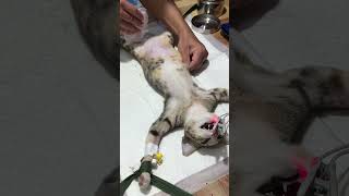 Disinfecting before doing spayed shortvideo spayandneuter disinfectionservices [upl. by Auoy]