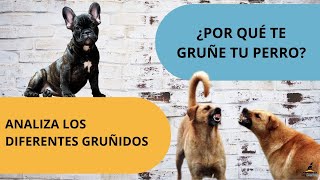 ¿Por qué te gruñe tu perro ¡IMPORTANTE [upl. by Sherris]