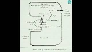 HCL secretion by oxyntic cells of stomach gastric juice neet [upl. by Milicent]