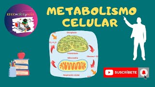 Metabolismo celular  anabolismo  catabolismo  ATP energía [upl. by Aileen]