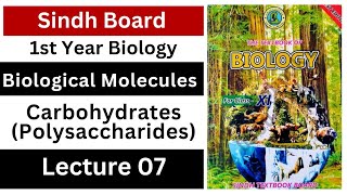 polysaccharides  starch  glycogen  cellulose  chitin  biological molecules  class 11 bio [upl. by Swen]