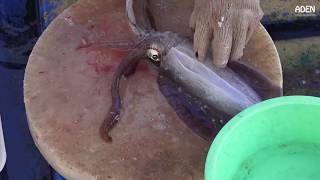 Cleaning Cuttlefish  Hong Kong Seafood Market [upl. by Nylsaj]