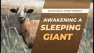 Agriculture Development  Black Belly Sheep Project [upl. by Atnod715]