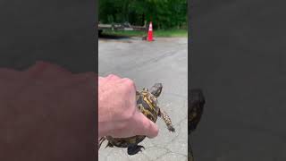 Saving a box turtle from potentially getting run over [upl. by Smitt]