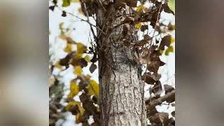 Cottonwoods on the farm autumn leaves foliage cottonwoods farmtrees [upl. by Annekim]