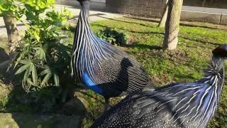 Vulturine guineafowl  Gierparelhoenders in Barneveld 2 [upl. by Letizia523]