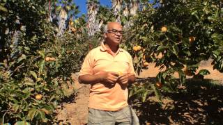 Harvest of the Month  Fuyu Persimmons [upl. by Theodosia]