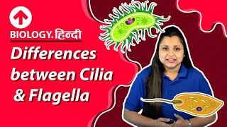 Differences between Cilia amp Flagella  Hindi  Biology [upl. by Acinelav]