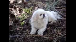 15 YEAR OLD PEKINGESE DOG IS A ZEN MASTER [upl. by Nnywg]