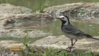 Bachstelze  Bergeronnette grise  White Wagtail [upl. by Inait449]