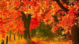 Autumn Fall Scenery Peaceful Hymn piano Music quotGolden Autumn Morning Sunrisequot by Tim Janis [upl. by Trude]