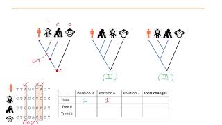 Phylogenetics Part 5  Maximum Parsimony and Maximum Likelihood methods [upl. by Ameh]