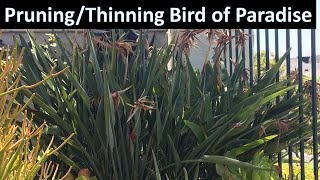 How to Prune or Thin Bird of Paradise Strelitzia reginae Coto de Caza [upl. by Hcirdeirf680]