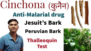 CINCHONA OFFICINALIS  THALLEOQUIN TEST  ANTIMALARIAL DRUG  JESUITS BARK  KUNAIN [upl. by Yl]