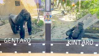 5 yrsold Gorilla Kintaro Playing with Gentaro Happily  Momotaro Family [upl. by Britney207]