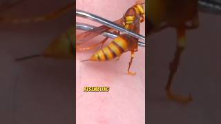 Executioner Wasp  Deadliest Animal On Earth [upl. by Stetson]