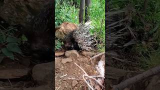 Facts About Porcupine in Hindi  shorts facts porcupine youtubeshorts foryou [upl. by Hyacinthe]