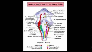 Where is the lesion Part 2 [upl. by Nomma]