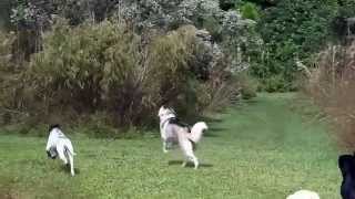 SIBERIAN HUSKY OFF LEASH RECALL at Long Distance NAHLA [upl. by Sewole]