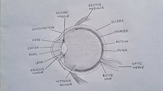 How To Draw Human Eye  Human Eye Diagram humaneye eye [upl. by Gardie]