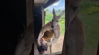 Jacked Kangaroo 🦘 jayprehistoricpets [upl. by Ynohtona769]