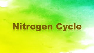 Nitrogen Cycle Nitrogen Fixation Nitrification Assimilation Ammonification and Denitrification [upl. by Elyc]