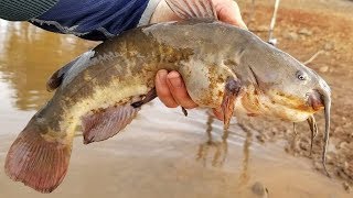 How to Catch Catfish with Worms  Bank fishing tips [upl. by Esoranna643]