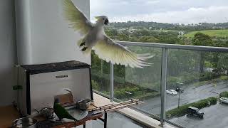 Cockatoos and Lorikeets Campbelltown Australia [upl. by Atiuqrehs]