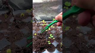 If you haven’t tried hydroponic gardening yet here’s an easy method of how you can start [upl. by Hassadah]