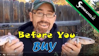 Before You Buy A Blue Tongue Skink  Ep 63 [upl. by Snowber888]