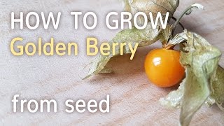 How To Grow Golden Berry From Seed  Starting Physalis Peruviana  27012017 [upl. by Morehouse637]